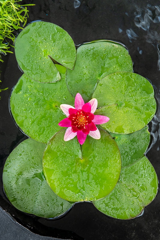 Nymphaea Pygmaea Rubra - Nénuphar nain - Pot de 11 x 11 cm