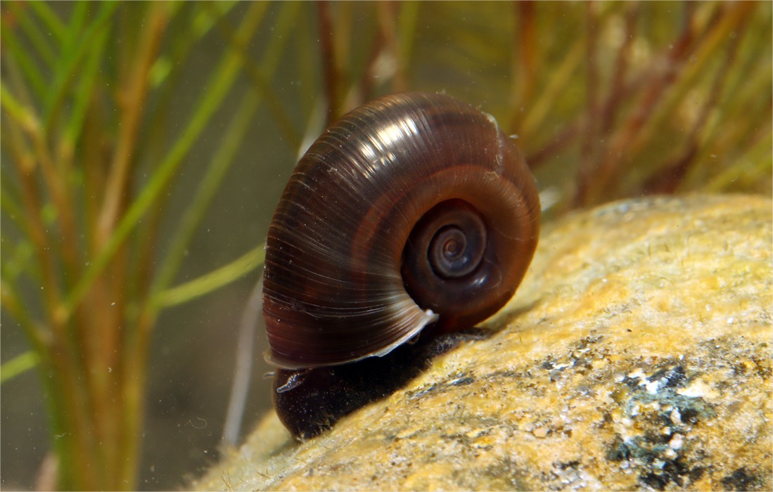 Planorbe : escargot pour étang et piscine naturelle