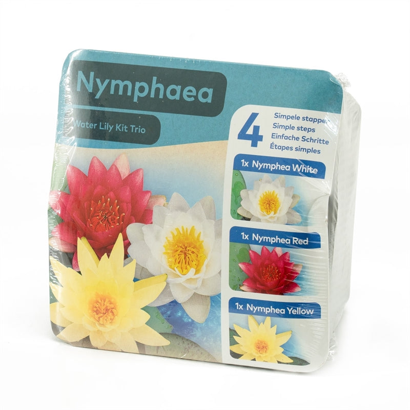 Nénuphar Trio Nymphaea : kit sec pour bassin