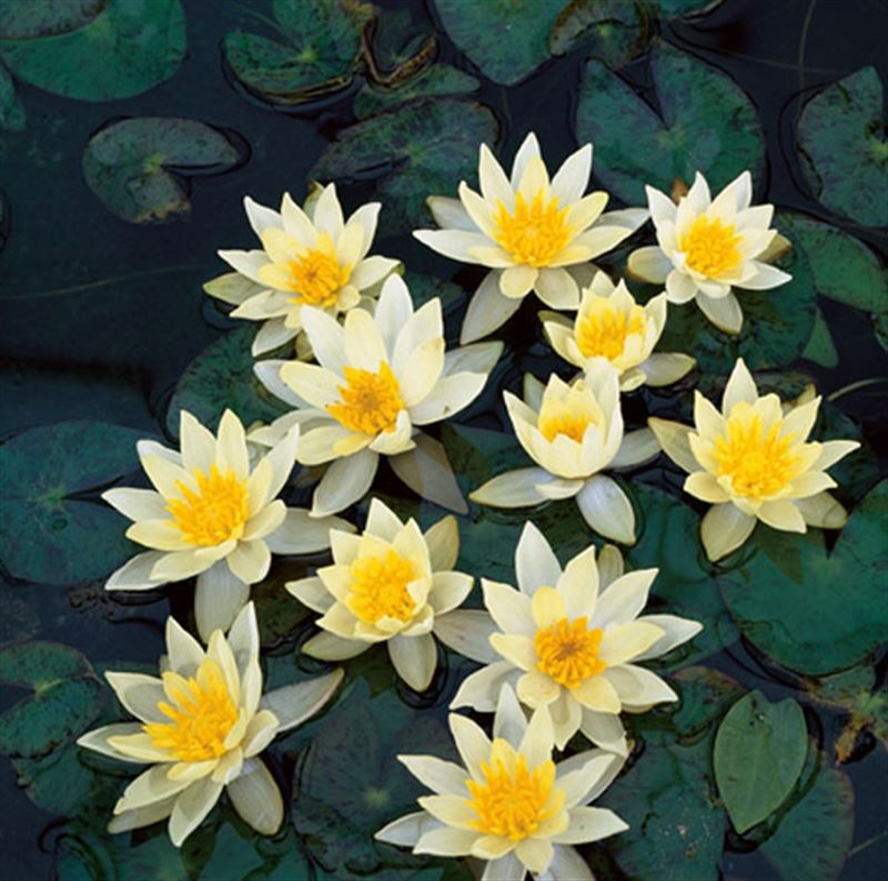 Nymphaea Pygmaea Helvola - Nénuphar nain - Pot de 11 x 11 cm