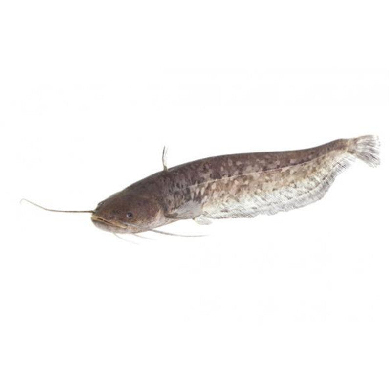 Silure Européenne