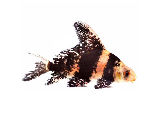 Myxocyprinus asiaticus : poisson Empereur de Chine