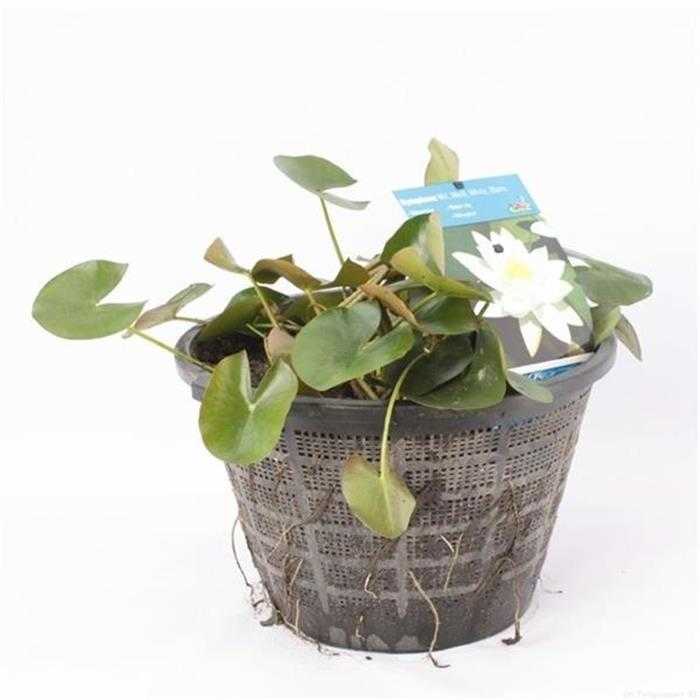 Nymphaea Blanc - Nénuphar Blanc - Grand pot XXL de 40 cm prêt à être déposé