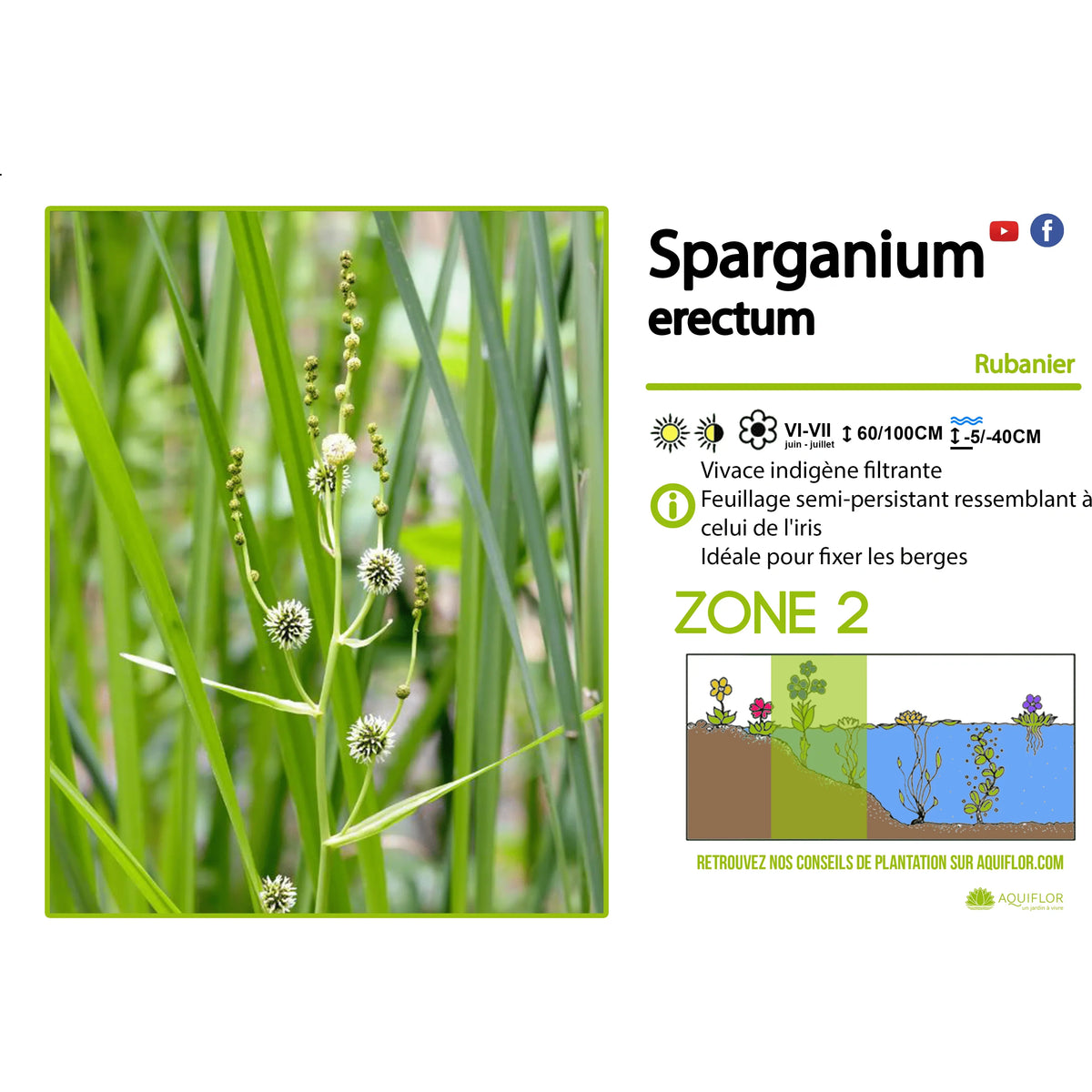 Aquipond Sparganium Erectum - Ruban d'eau - Plante de berge