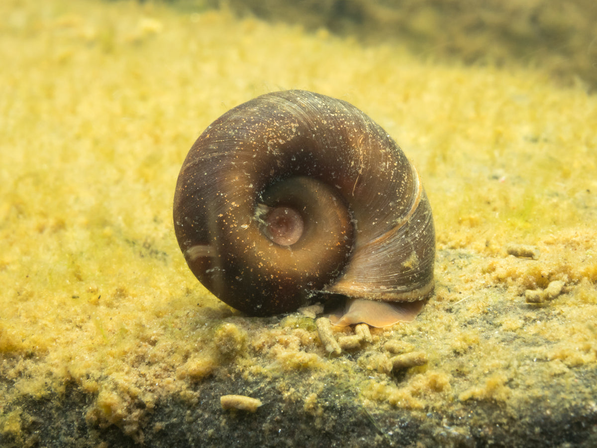 Planorbe : escargot pour étang et piscine naturelle