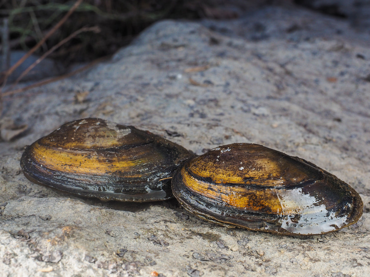 Moule filtreuse anodonte pour étang et bassin