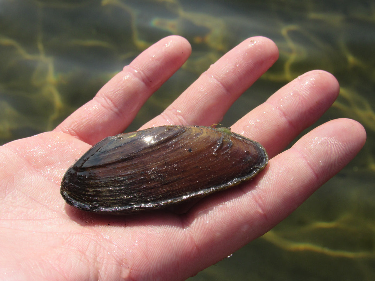 Moule filtreuse anodonte pour étang et bassin