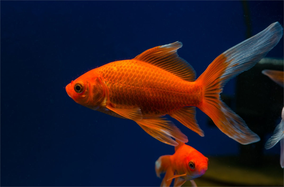 Peixe Dourado Cometa - Cauda de Cometa Vermelha