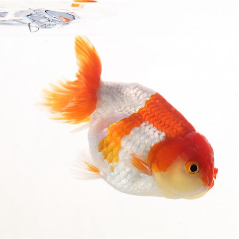 Ranchu Assorties Mix - Voiles de Chine Ranchu — photographie Aqua-Koi sur fond blanc