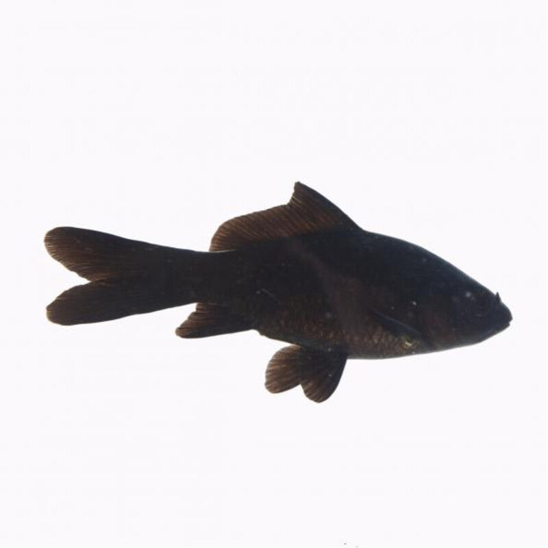Comet Noir Poisson -  Zwarte komeet — photographie Aqua-Koi sur fond blanc