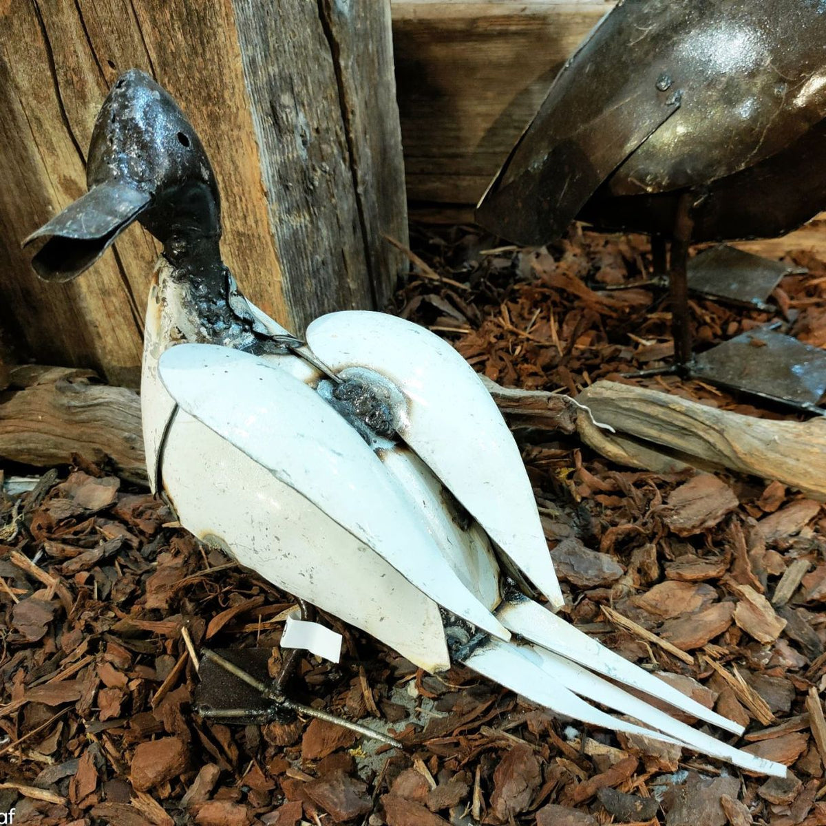 Canard blanc ailes ouvertes