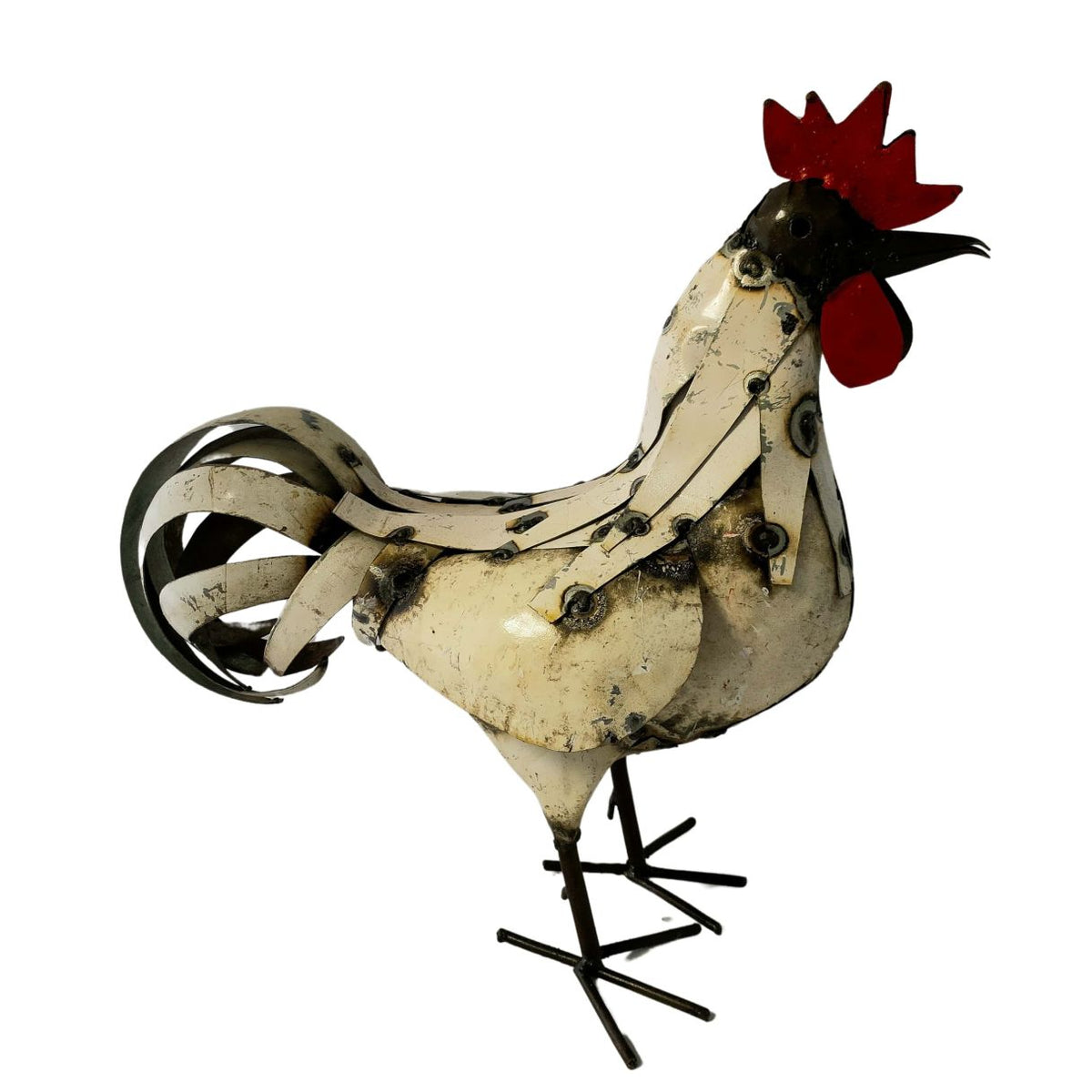 Coq plumage blanc