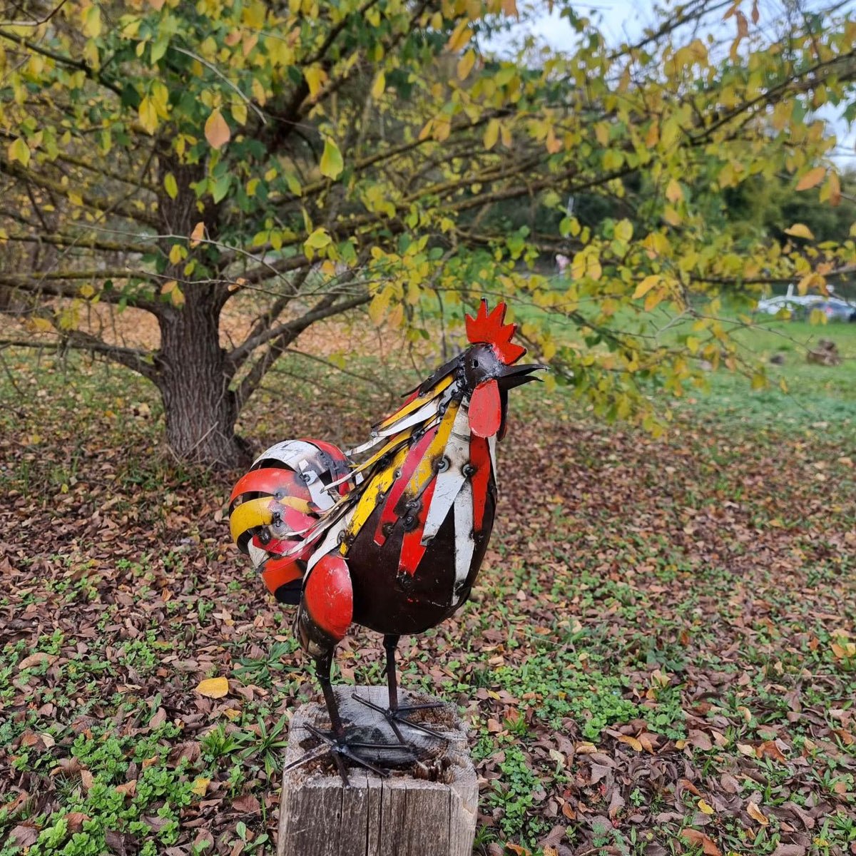 Coq plumage multi couleur chantant