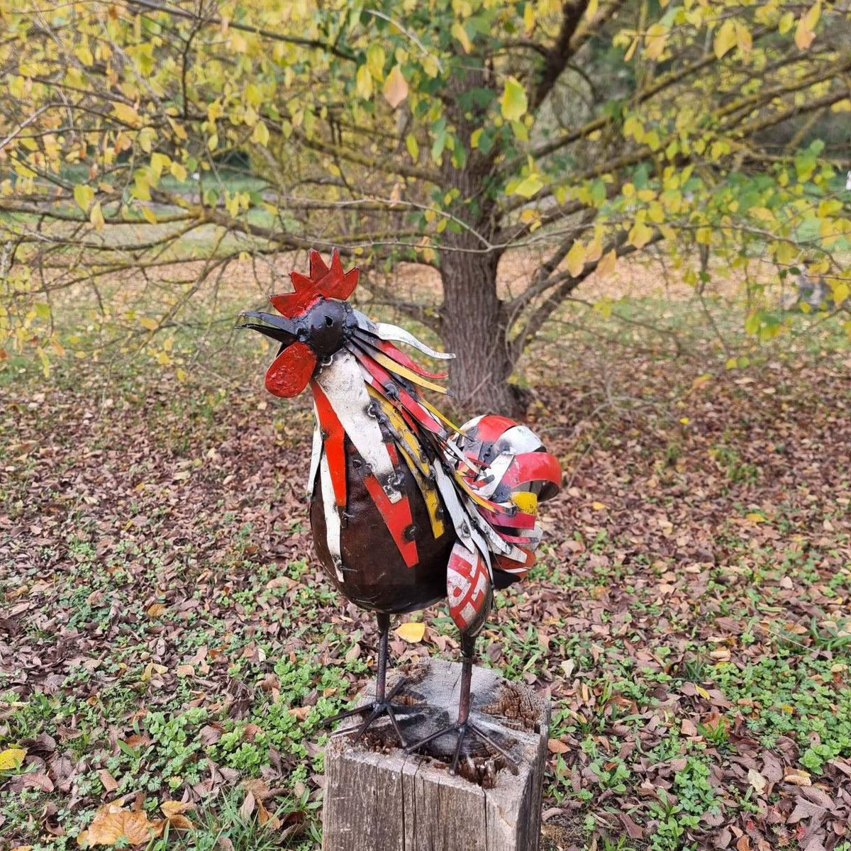 Coq plumage multi couleur chantant