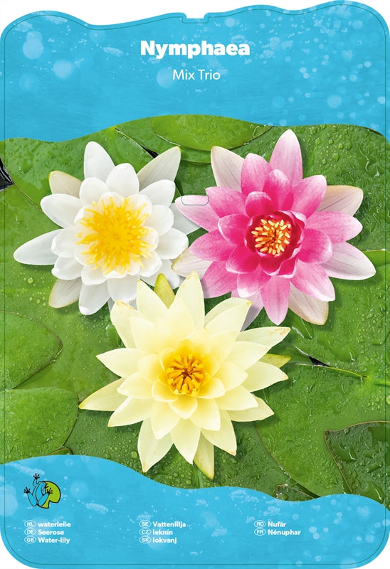 Nymphaea Trio - Nénuphar Trio de couleur - Grand pot XXL de 40 cm prêt à être déposé