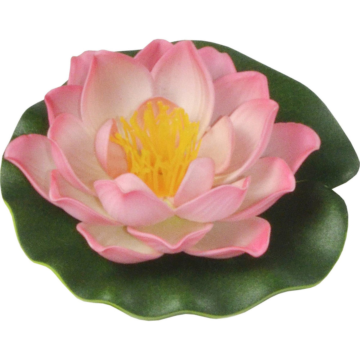 Nénuphar décoratif rose Heissner – taille moyenne