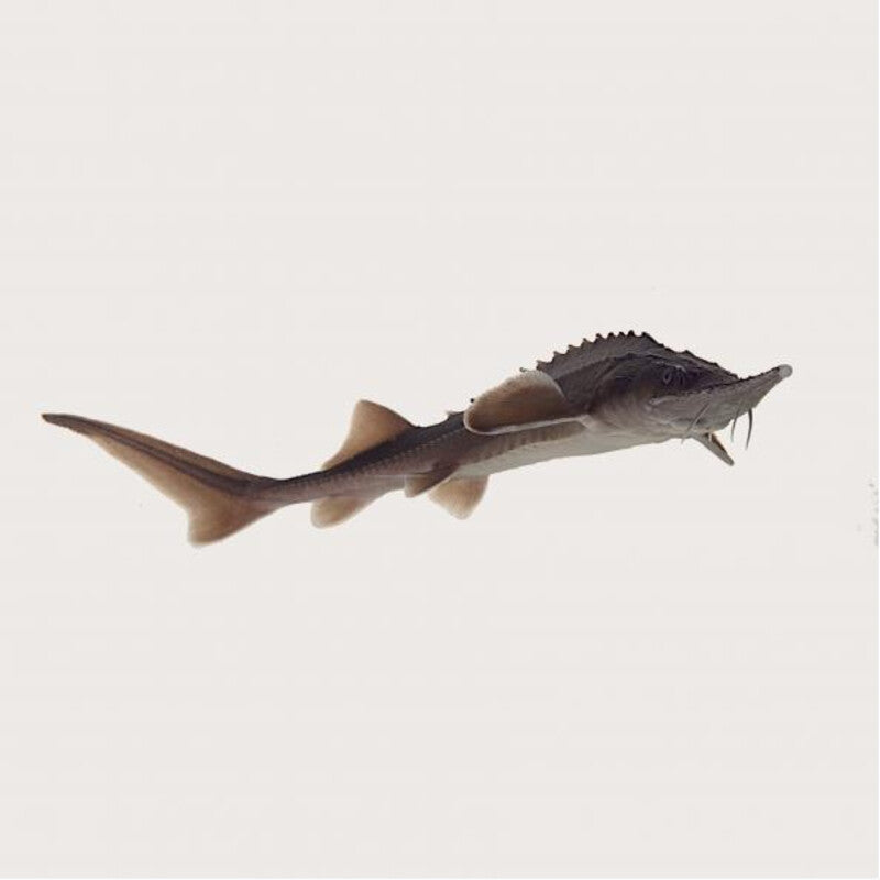 Esturgeon de Sibérie : Acipenser baerii pour bassin