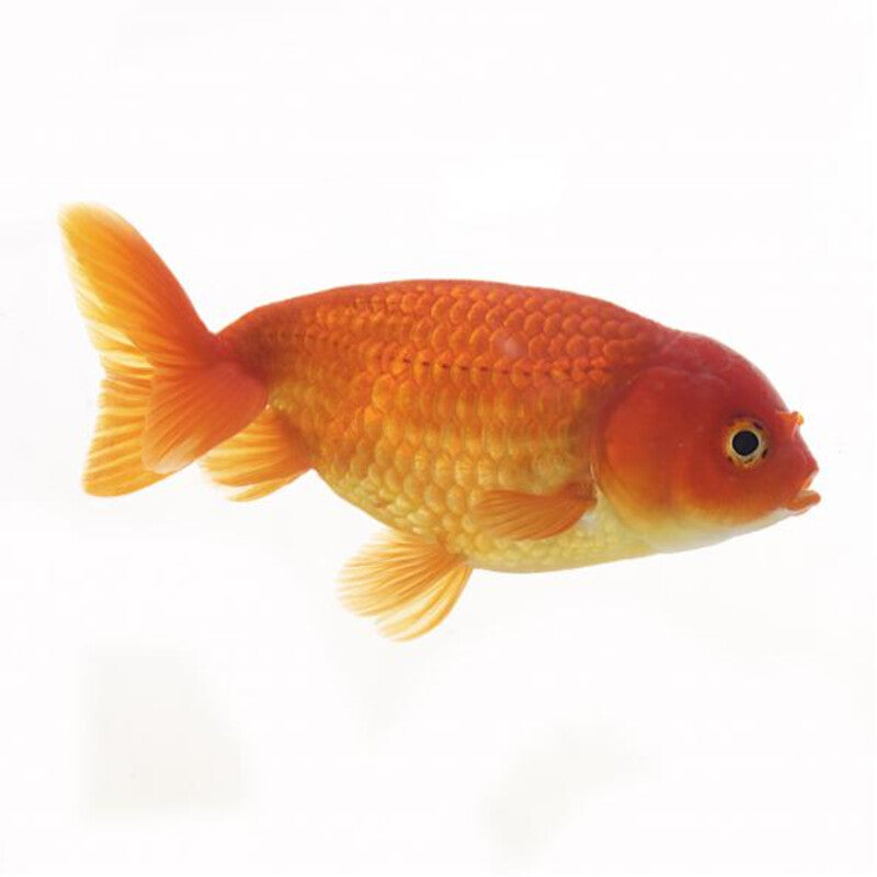 Ranchu assortis Mix - Voiles de Chine Ranchu