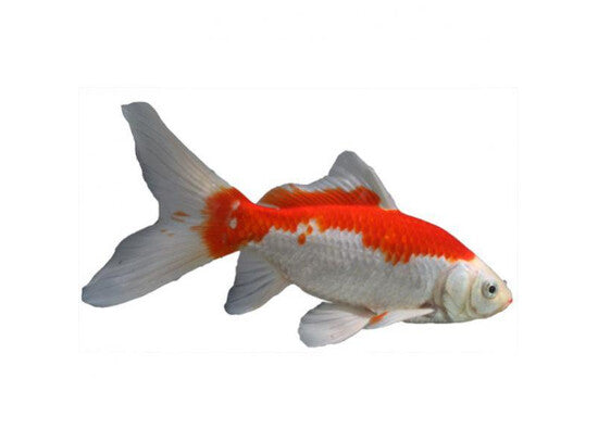 Sarasa - Poissons d'étang Sarasas