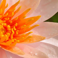 Nymphaea Cuivre - Nénuphar Cuivre - Grand pot de 3L