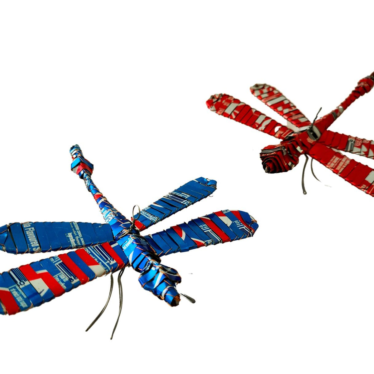 Libellule canette
