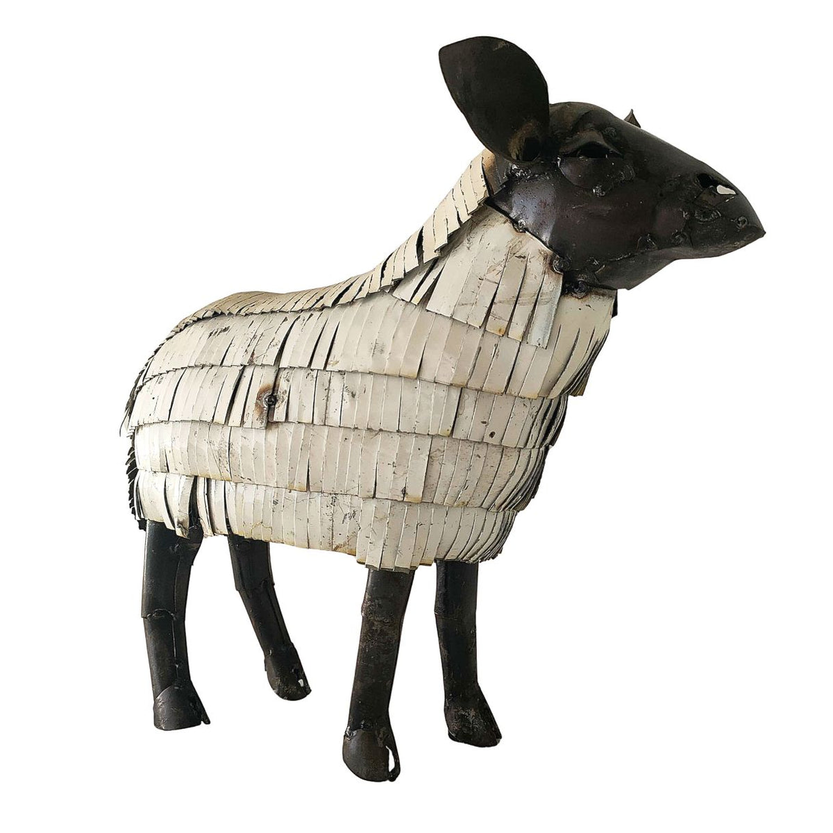 Mouton suffolk