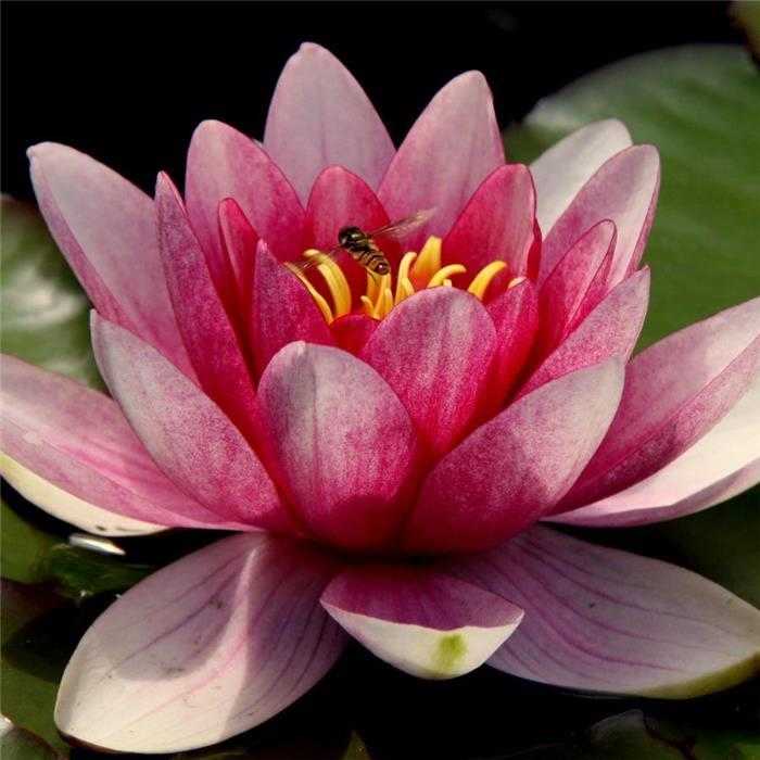 Nymphaea Rose - Nénuphar Rose - Grand pot de 3L