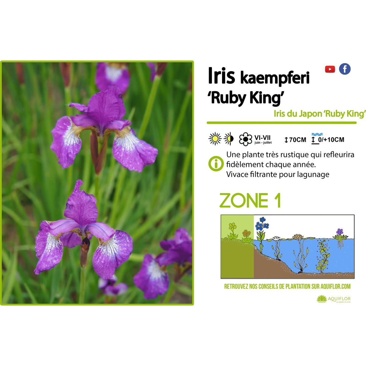 Aquipond Plantes aquatiques Iris Kaempfery Ruby King - Iris mauve/blanc - Plante de berge
